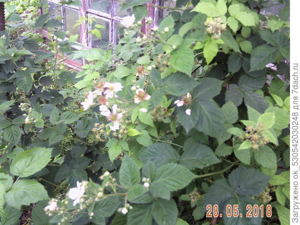 Малина и ежевика