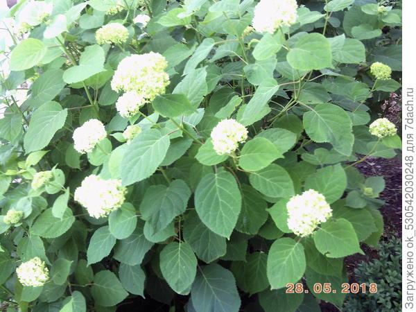 Гортензия.