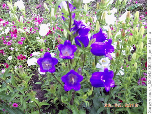 Колокольчики открылись для пчёлок.