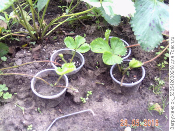 Усы земляники для размножения