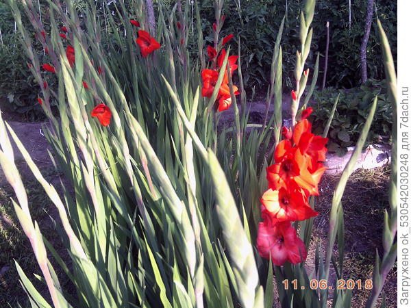 Гладиолусы на моём участке.