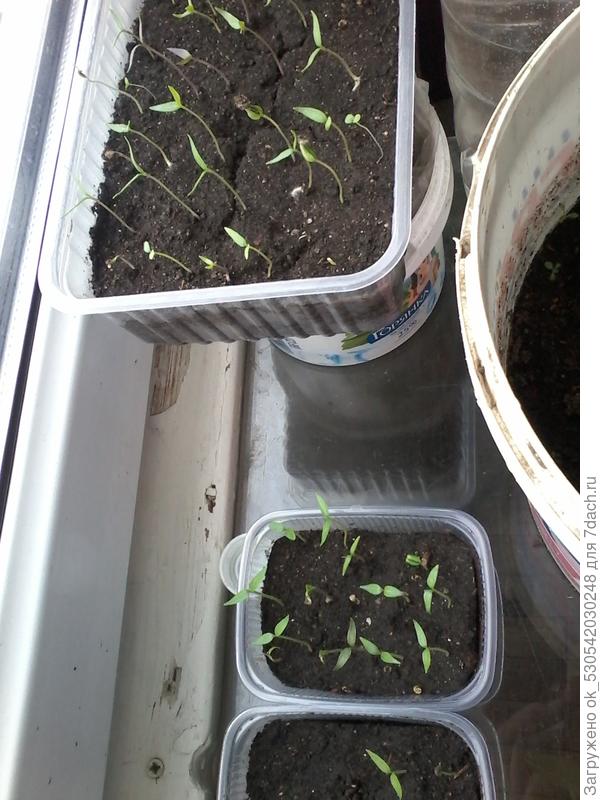 Перчики взошли, здесь разные типа &amp;quot;огонек&amp;quot;, Корзина пламени, Numex twiliht,  Numex Centennial  и другие