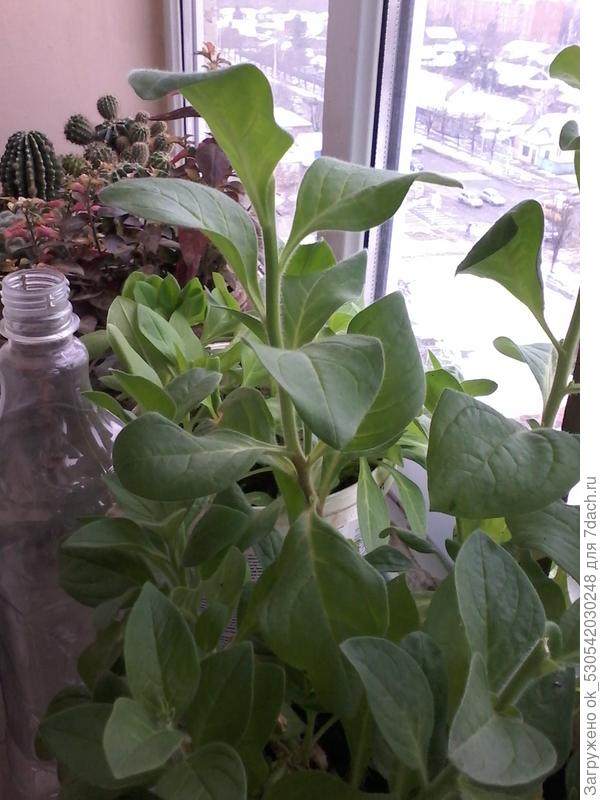 Эту петунью черенковал в августе