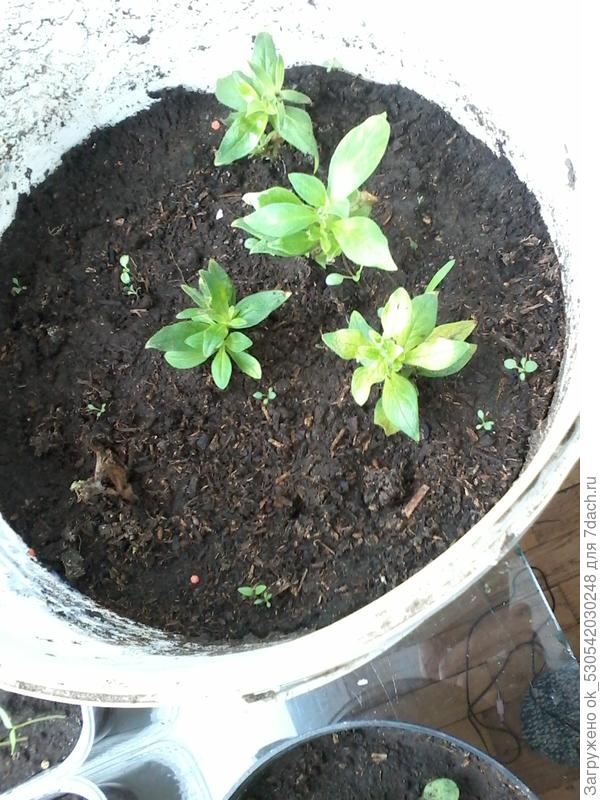 Черенки петуньи укоренились.