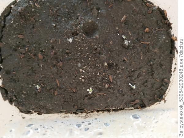 Всходы эустомы