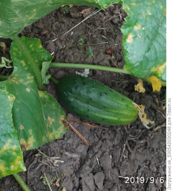 Огурчик Нежинский