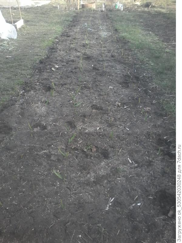 Здесь чеснок