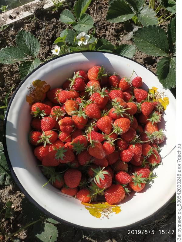 В прошлом году первая клубника.