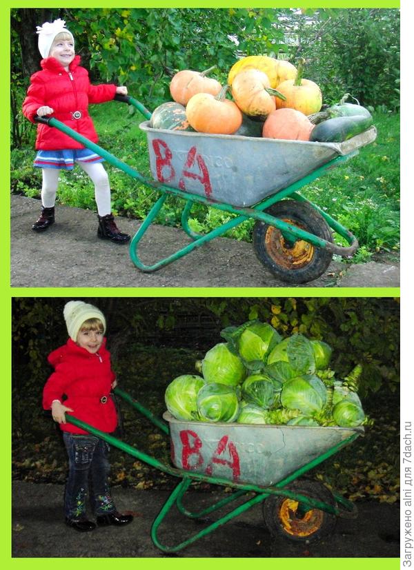 с урожаем