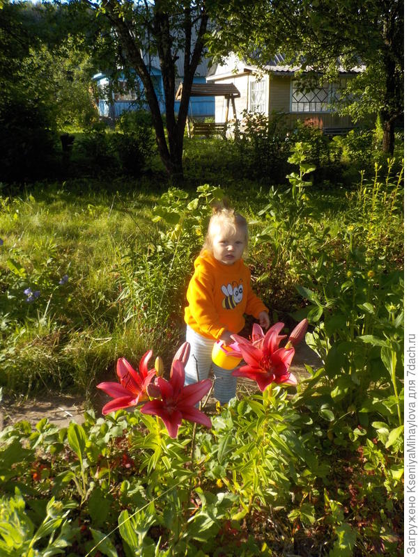 лилии