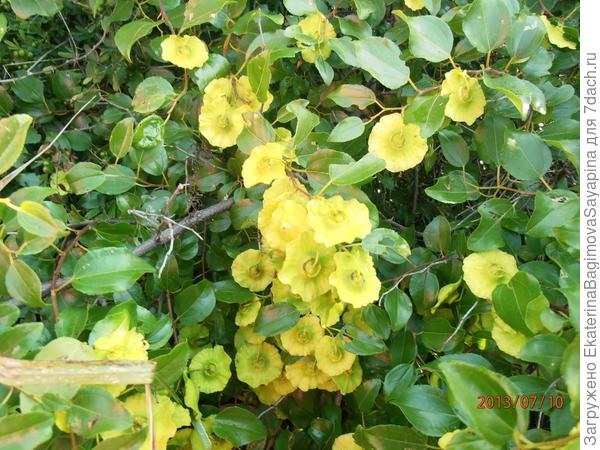 Фото первого растения.