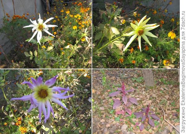 Георгины, петушок.