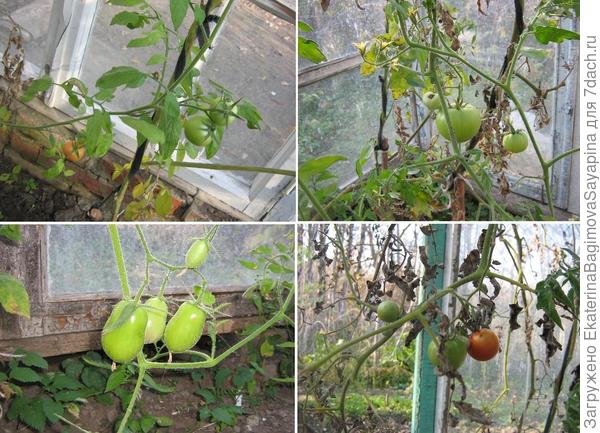 Помидоры в теплице.