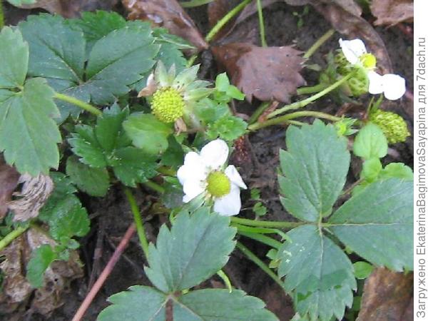 Осенние цветы.