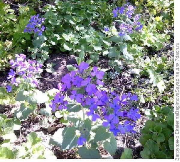 синенькие цветы