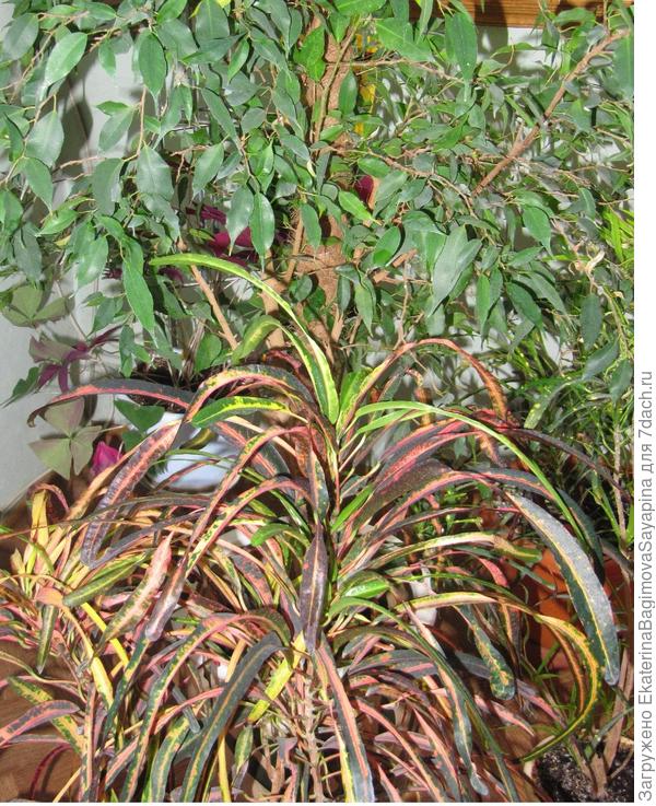 Зеленый уголок.