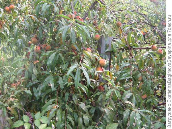Урожай персиков.