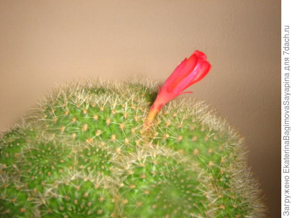 Цветёт &quot;аккуратист&quot;.