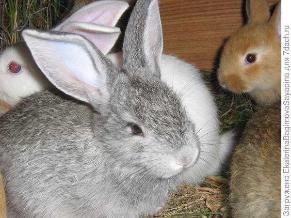 Наши кролики.