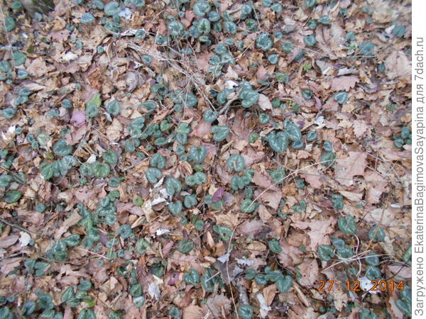 цикламены зимой в моем лесу за дачей