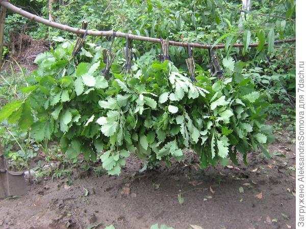 День бани на любимой даче.