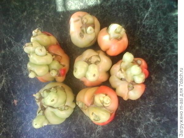 Беременные помидоры
