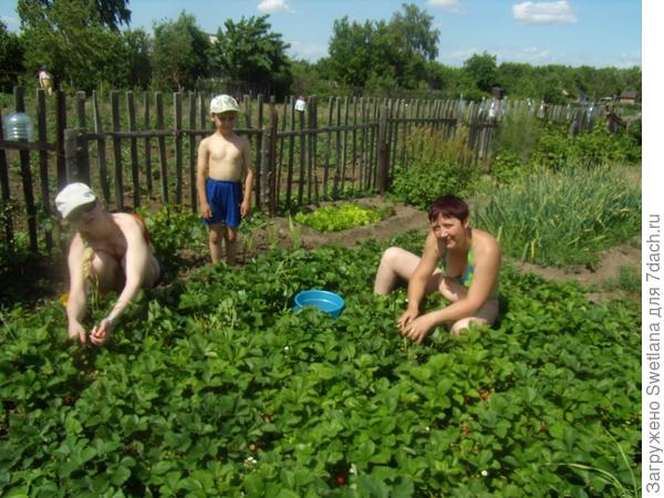 Что растет у нас на даче?
