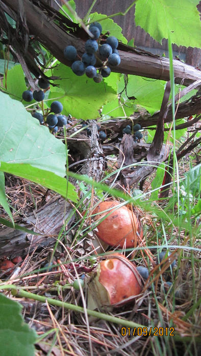 Грибочки (394x700, 448Kb)