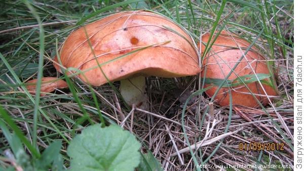 Грибочки1 (700x393, 307Kb)