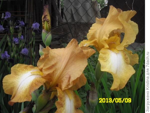 ИРИСЫ-эти милые сердцу цветы!