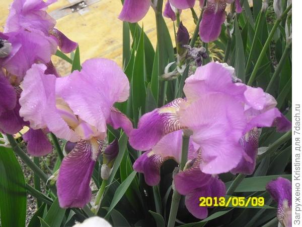 ИРИСЫ-эти милые сердцу цветы!