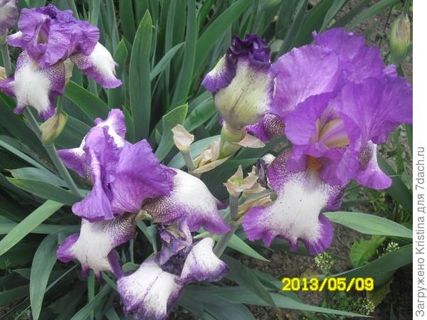 ИРИСЫ-эти милые сердцу цветы!
