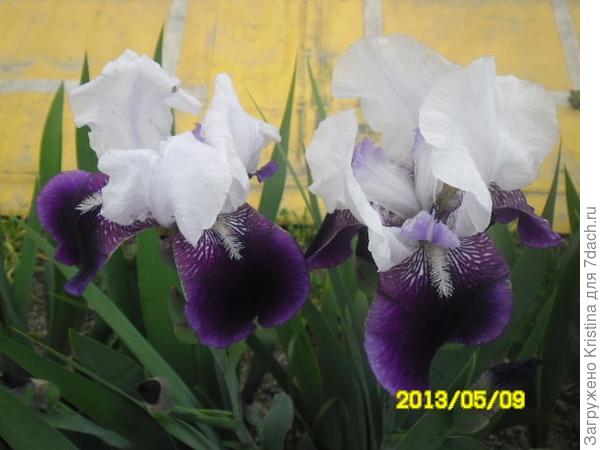 ИРИСЫ-эти милые сердцу цветы!
