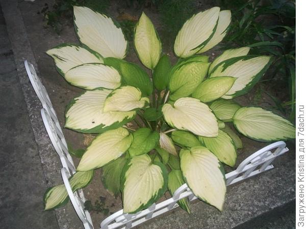 Хоста в моем саду.