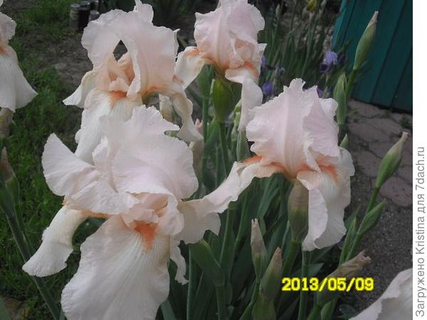 ИРИСЫ-эти милые сердцу цветы!