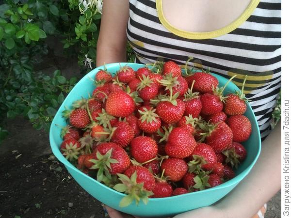 ЧУДО ПРИРОДЫ! Из клубники растут листья клубники)) вот интересно как)