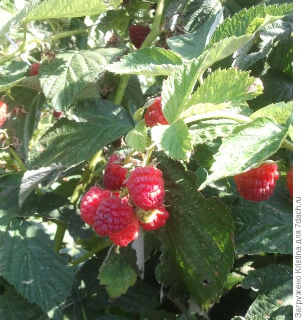 Вот он какой Фруктовый Урожай