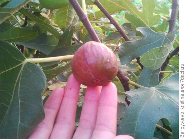 Вот он какой Фруктовый Урожай