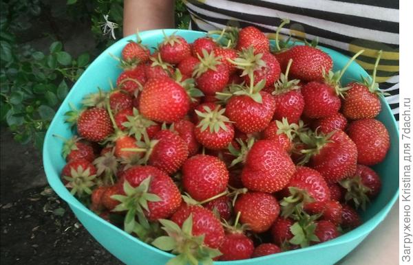 Вот он какой Фруктовый Урожай