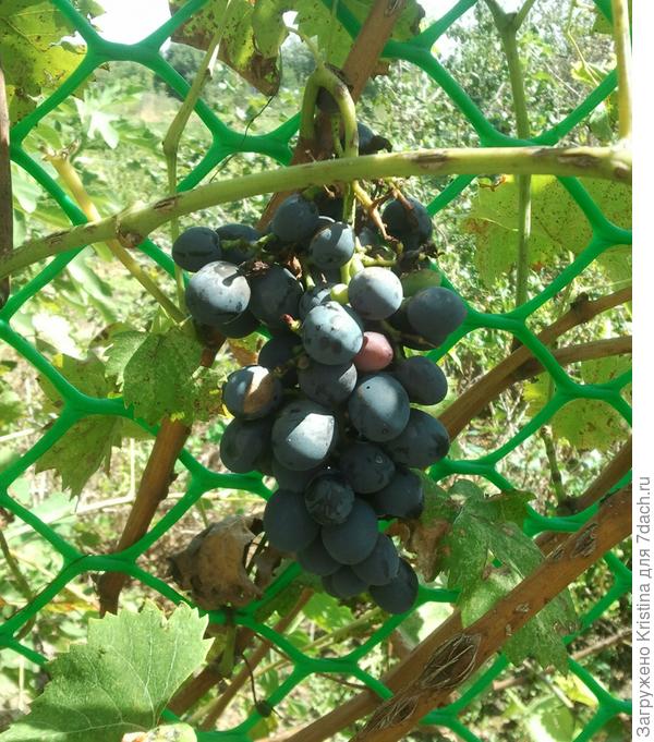 Вот он какой Фруктовый Урожай