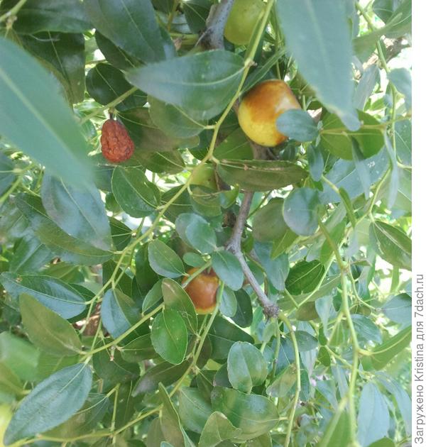 Вот он какой Фруктовый Урожай