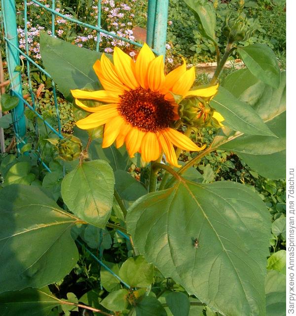 Во саду ли, в огороде...А вернее на приусадебном участке.