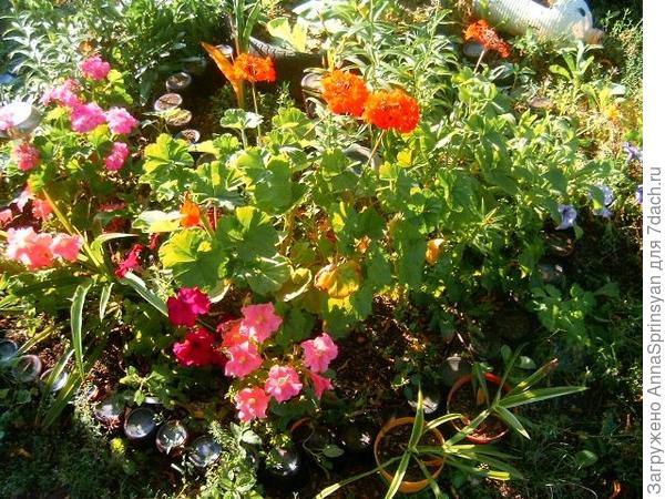 Во саду ли, в огороде...А вернее на приусадебном участке.