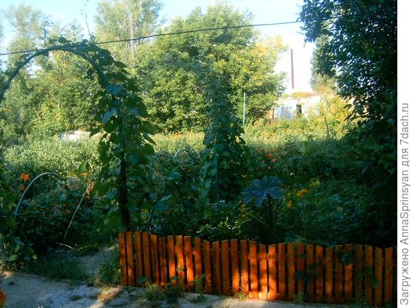 Во саду ли, в огороде...А вернее на приусадебном участке.