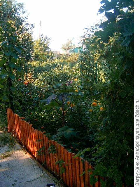 Во саду ли, в огороде...А вернее на приусадебном участке.