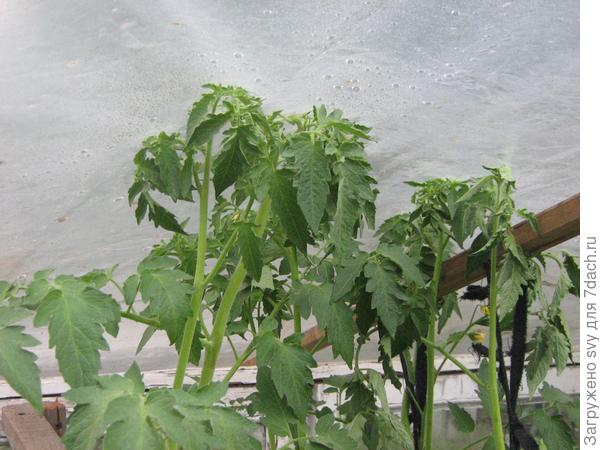 Если помидоры выросли до крыши, что с ними делать?