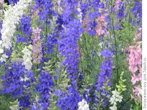 Волны дельфиниума.