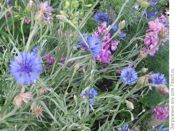 Волны дельфиниума.