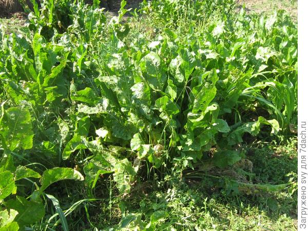 Хрен - приправа, здоровью помощник.