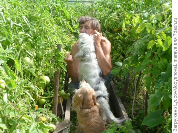 Огородная инспекция